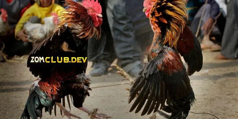 Khám phá những đặc điểm nổi bật của hình thức đá gà